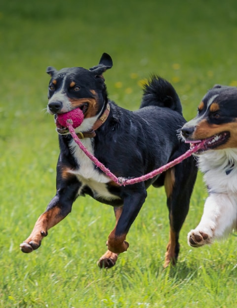 preview clinica del cane progetto dacuna studio